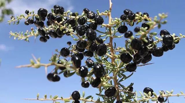 比红枸杞更养生，一天5粒胜过100片面膜，99%的人都忽略了