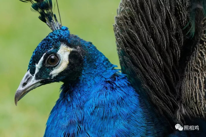 单评｜为啥选7RⅢ做你的视频机？