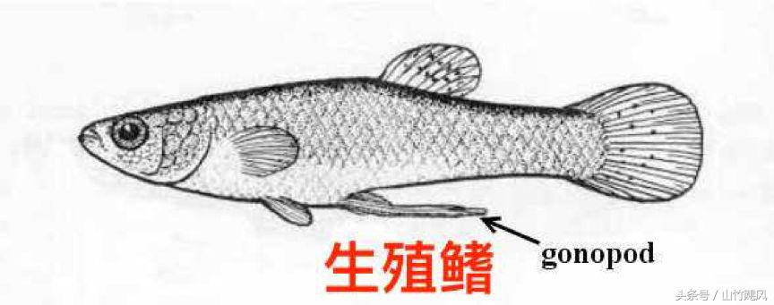 科学研究男性特征,科学认识男性生理问题