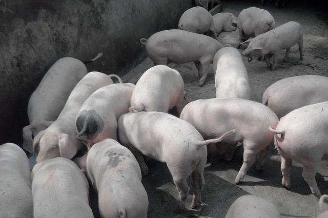养猪怎么才能肥得快,养猪怎么提高猪的产量