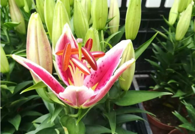 国庆深圳龙岗有哪些好玩的地方,中秋国庆去深圳旅游攻略