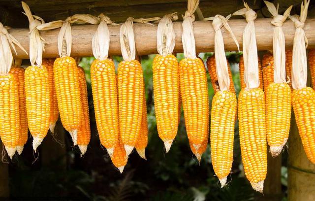 霉变玉米可以给猪吗,轻微发霉的玉米能喂猪吗