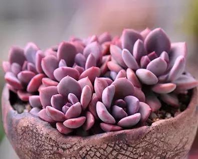 多肉煤烟病用多菌灵有用吗,多肉黑霉病喷多菌灵好用吗