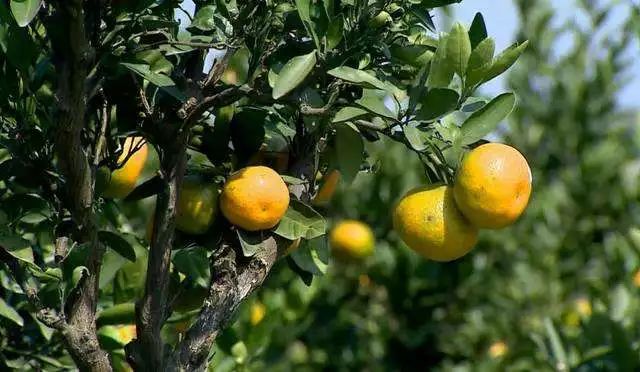 1000万苏州人！10月之后一大波好消息来袭，不看亏大了