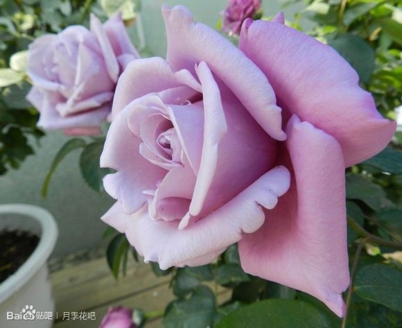 蓝紫色月季品种,39种紫藤品种