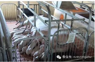 母猪产仔全过程讲解,母猪接生操作视频教程