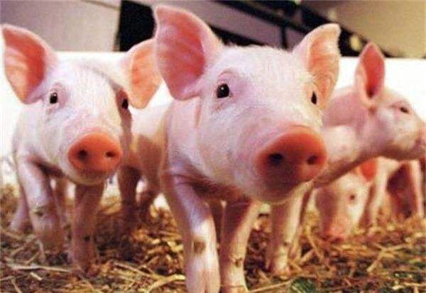 上呼吸道疾病分型和用药,呼吸道疾病的热门防治妙招靠谱吗