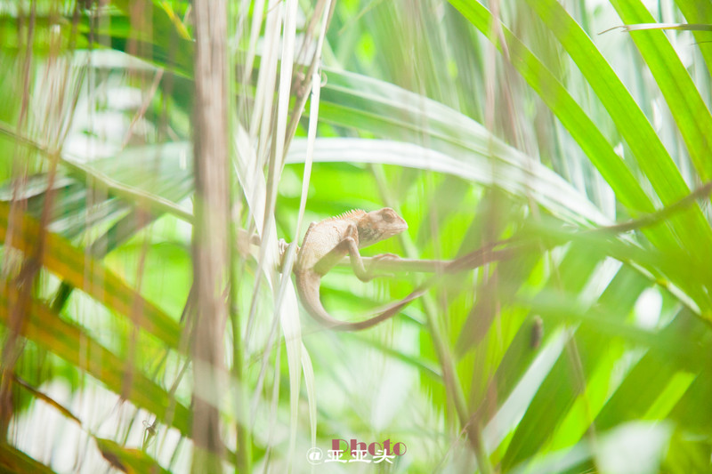 北海桂林阳朔6天5晚雨中游-大概是遇到了萧敬腾