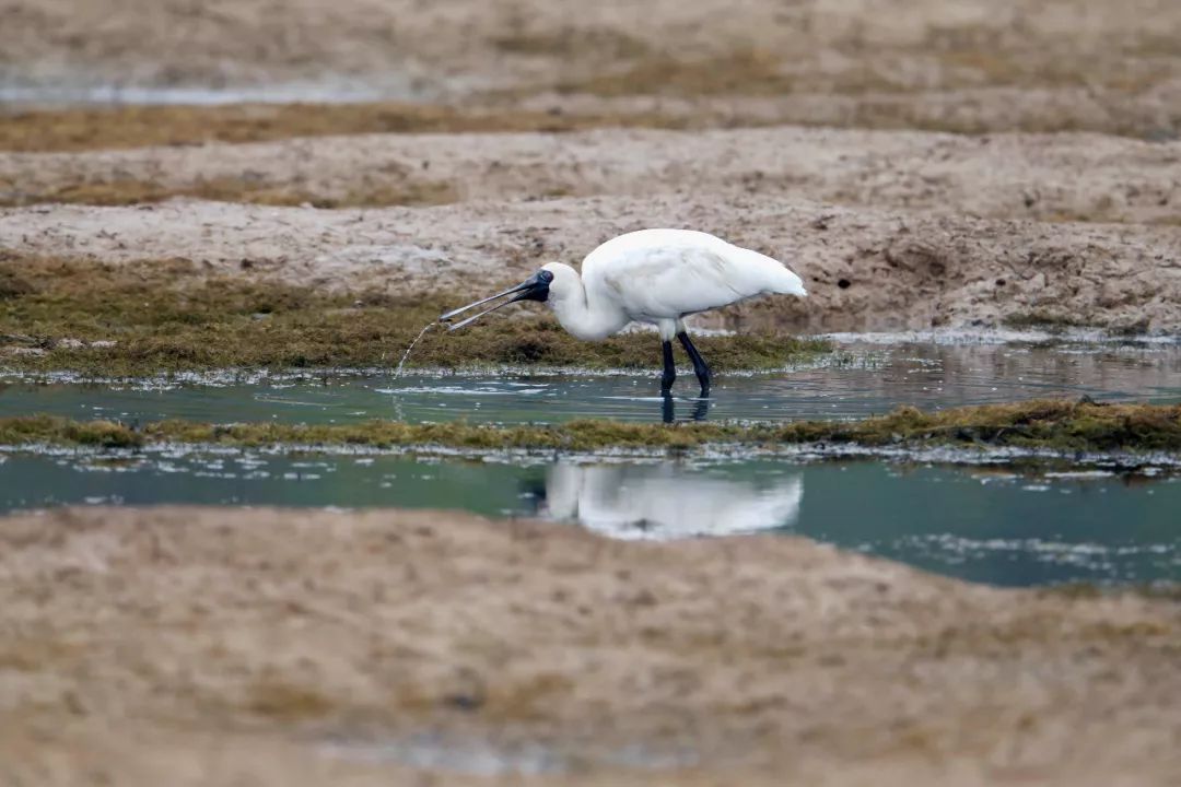 放假了，我们去珠海看鸟吧