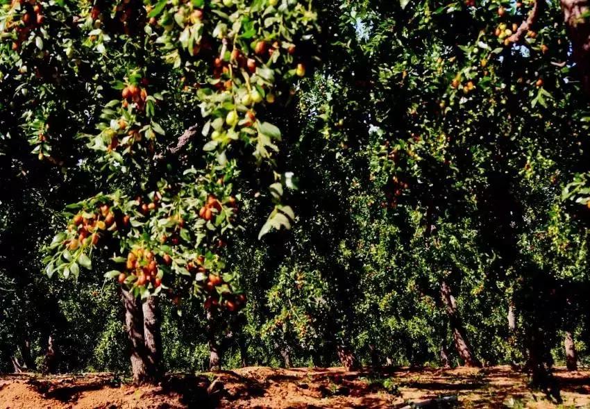 榆林旅游吃喝玩乐攻略,榆林出发自驾游5天内蒙路线国庆