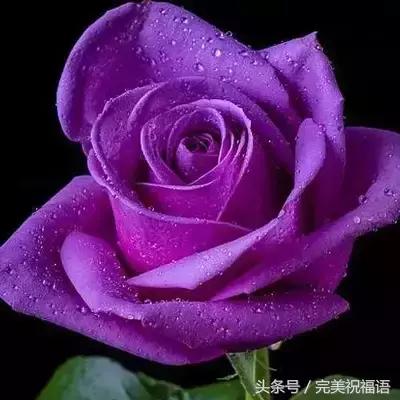 十一送鲜花,十一朵玫瑰送朋友