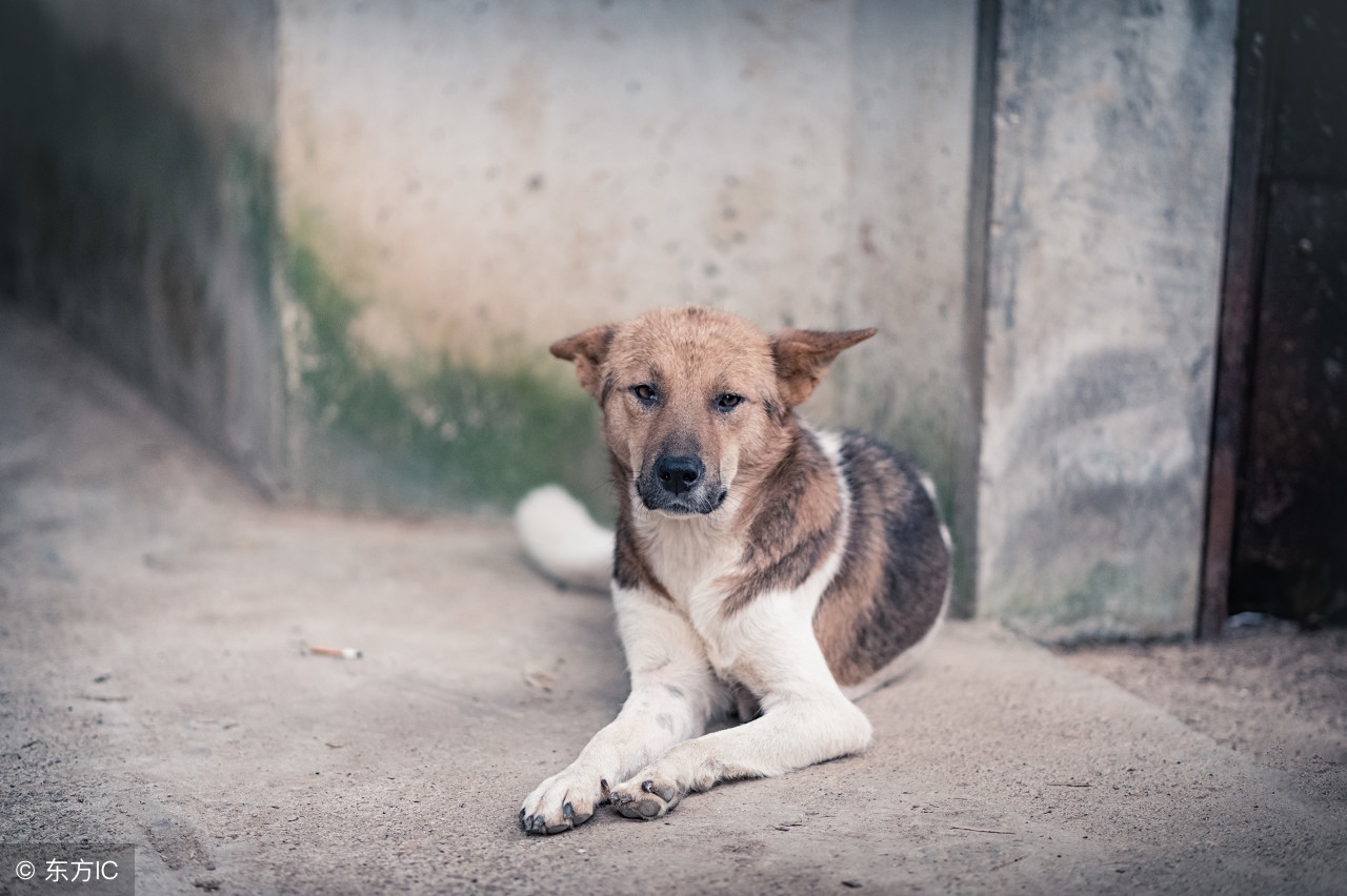 家里来三种动物预示什么,家中出现哪些动物一定要警惕