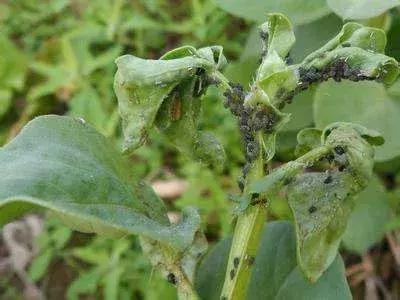 不用农药怎样消灭蔬菜上的蚜虫,蔬菜蚜虫和白粉虱用什么杀虫剂