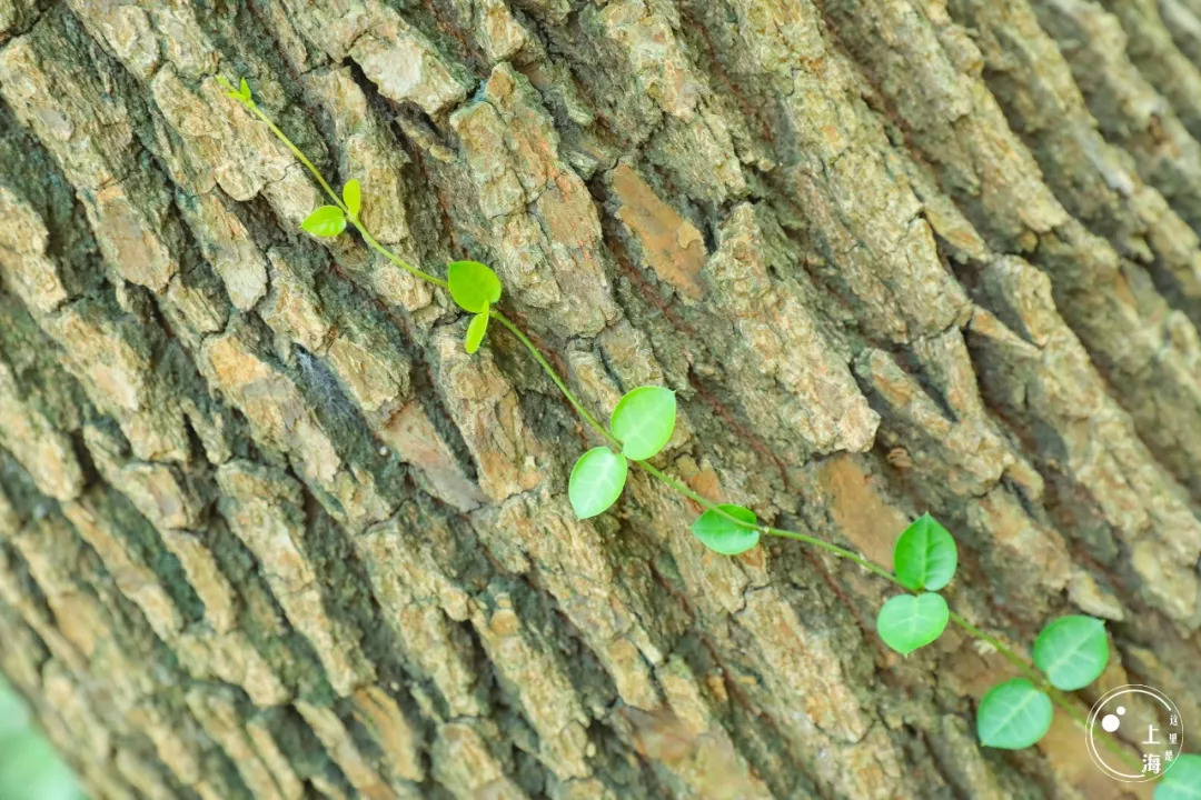 上海徐家汇有必要逛吗,上海人逛的商圈