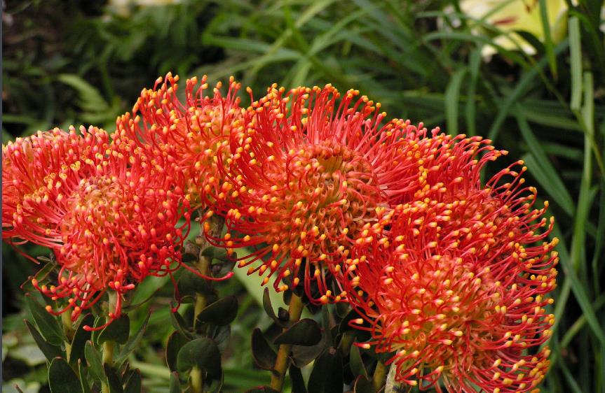 世界上长得最像外星植物的植物,植物界中神秘的植物