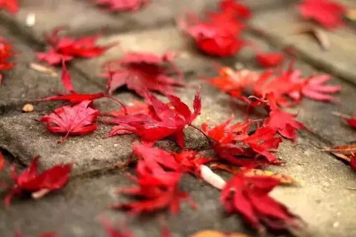 西安出发秦岭最美秋景自驾环线游,西安出发一小时深藏秦岭山水秘境