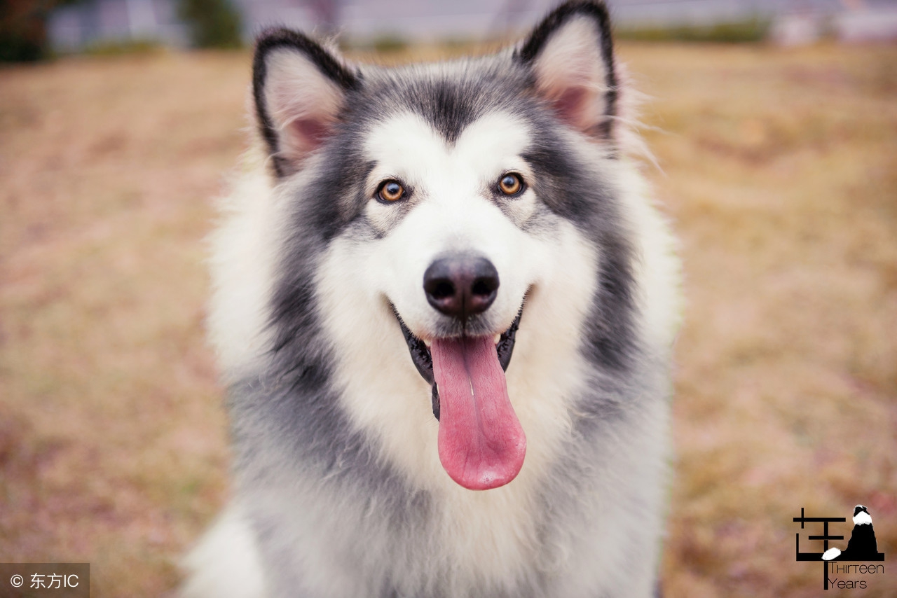 5种鲜为人知的对狗狗有益的补品,阿拉斯加5个月毛发变得很粗糙