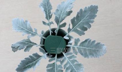 初学者插花教程图解大全图文,如何插花教程入门图解