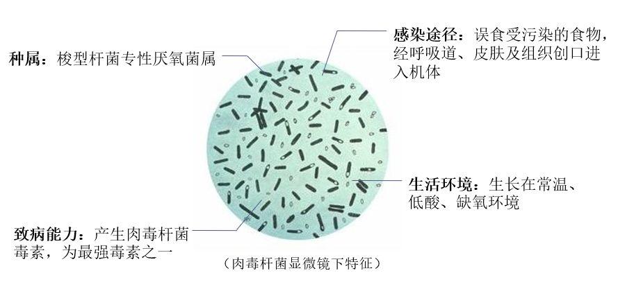 瘦脸针与溶脂针哪个更安全,瘦脸针安全吗脸大适合打瘦脸针吗