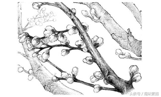 素描腊梅图片,腊梅树素描教学