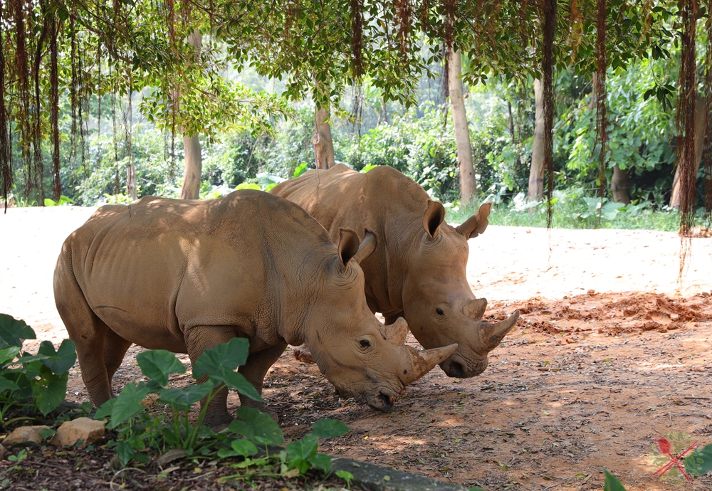 去广州长隆不住景区攻略,春节广州长隆不住园区怎么玩