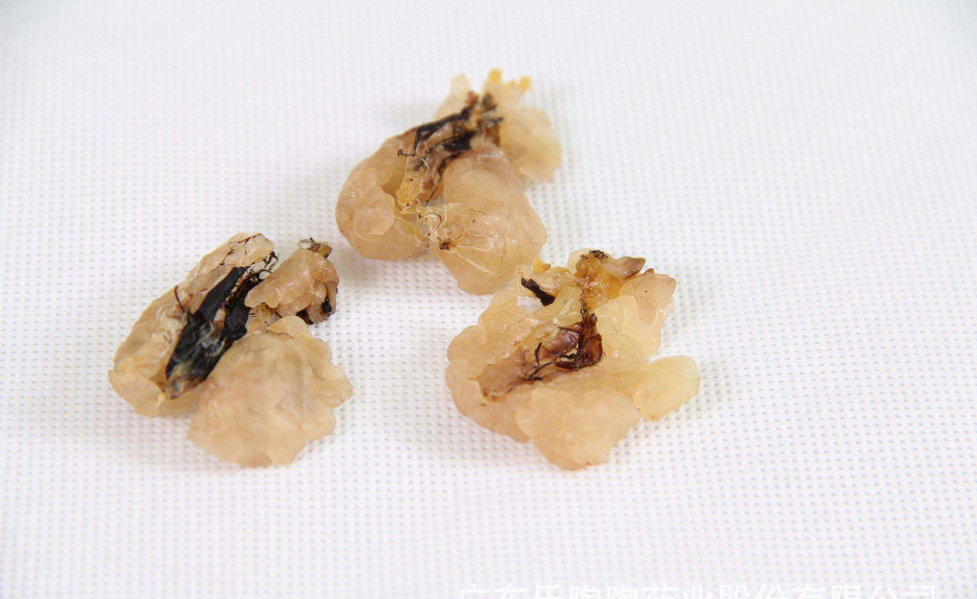 蛤士蟆中药,哈士蟆油药材图片