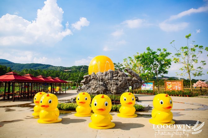 第一次采摘火龙果的体验,高明采摘火龙果