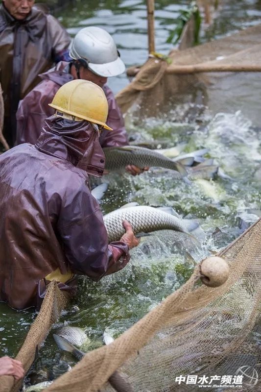 生鱼片哪里最出名,生鱼片排名前十名鱼