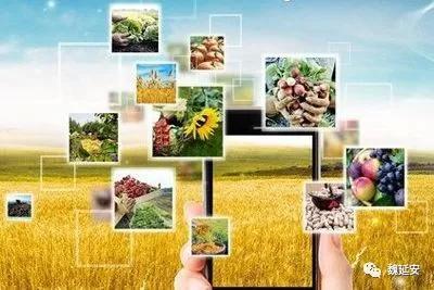 中国农业电商发展现状,农业电商的功能有哪些类型