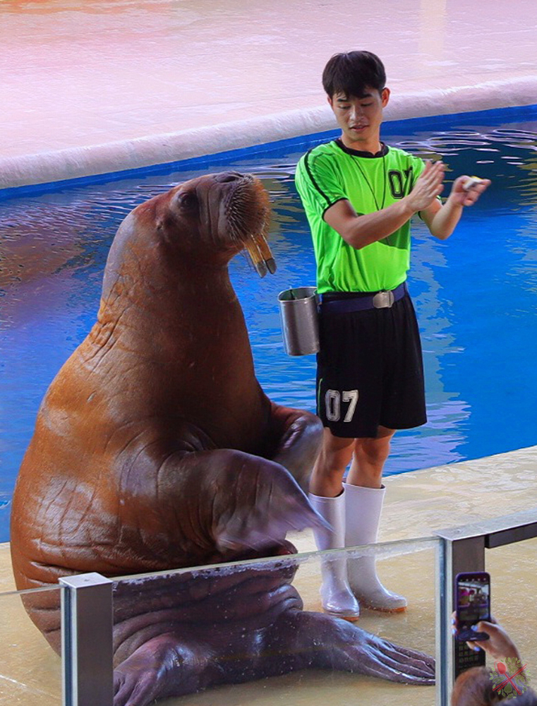 珠海长隆海洋王国企鹅馆北极熊馆,珠海长隆企鹅海洋王国攻略