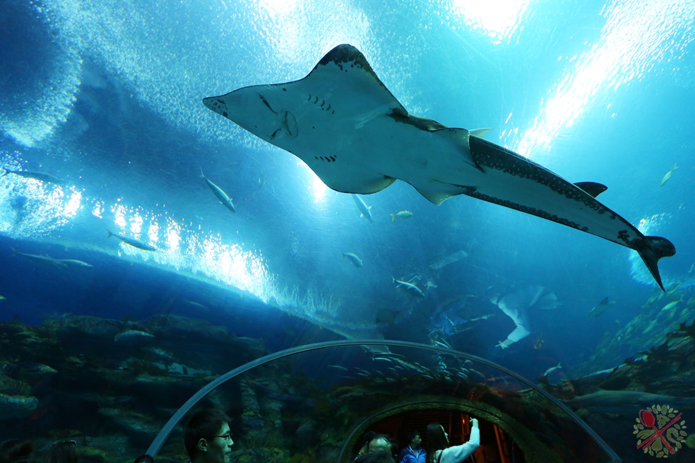 珠海长隆海洋王国企鹅三天两晚,珠海长隆海洋王国企鹅北极熊