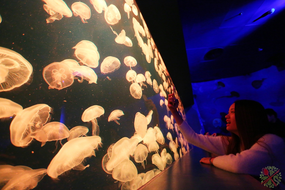 珠海长隆海洋王国企鹅馆北极熊馆,珠海长隆企鹅海洋王国攻略