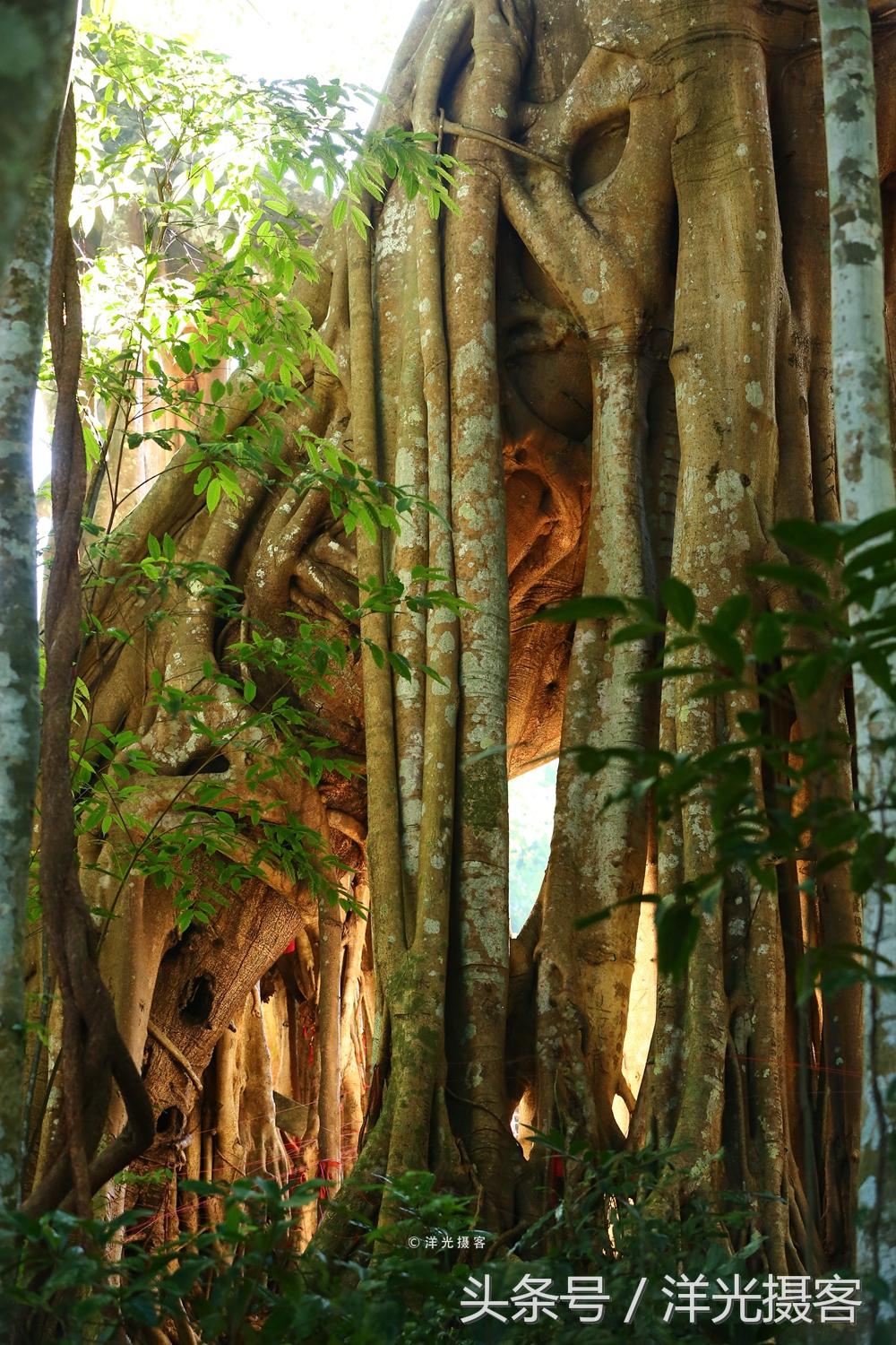 一棵树就覆盖一座国际标准足球场，这棵树是世界之最、华夏之王