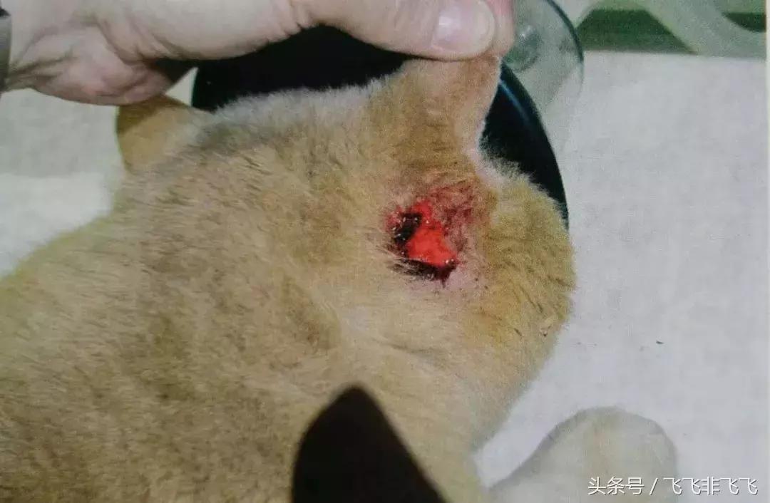 猫的耳螨怎么彻底治,猫的耳螨怎么治疗