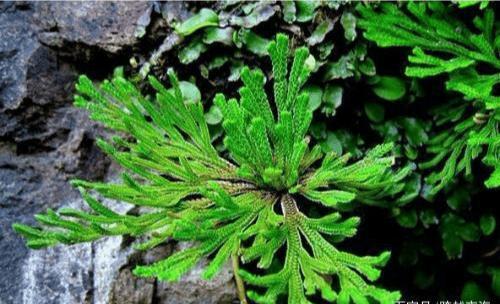 传说中的九死还魂草现实中居然真的存在！太神奇了！
