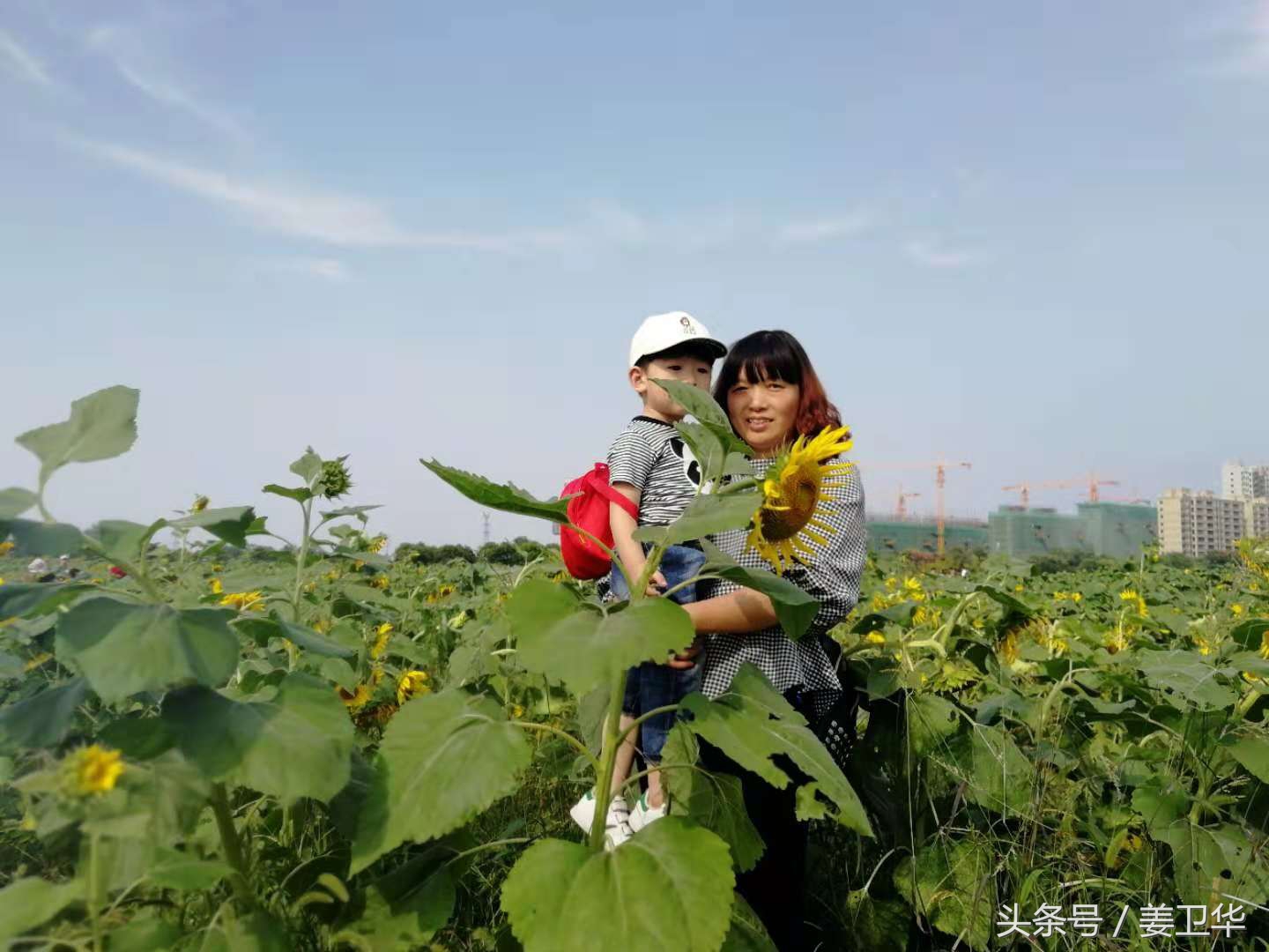 向日葵又名朝阳花，是俄罗斯、乌克兰、葡萄牙等国家的国花