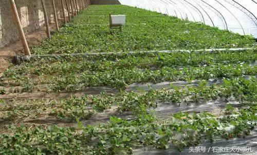 河北石家庄很厉害吗,厉害了河北石家庄真要崛起吗