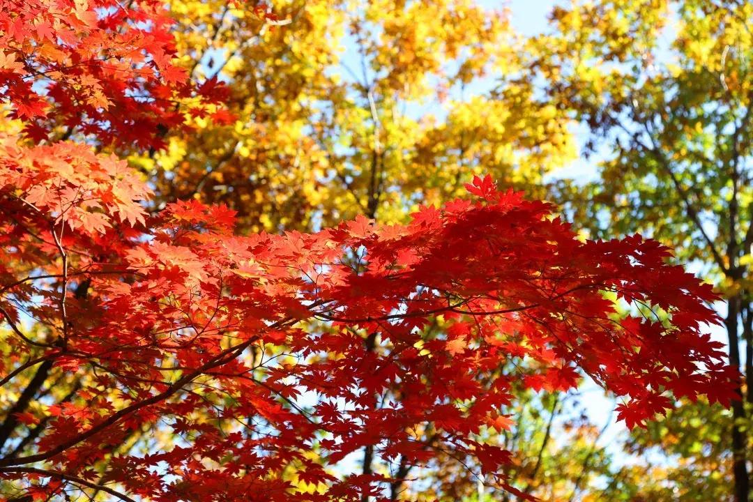 云南一天的游客人流量,云南人多的景点怎么拍照