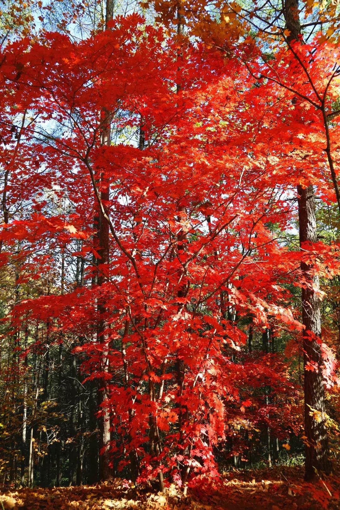 云南一天的游客人流量,云南人多的景点怎么拍照