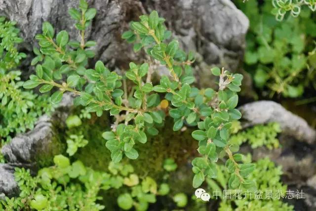 雀舌黄杨盆景的生长规律,黄杨树盆景的生长习性