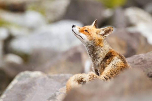 对付无赖就用卑鄙的招数,对付无赖房东不退押金我就用这招