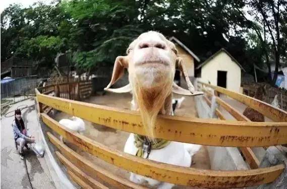 出去人从众,玄武为你安排了身边的风景