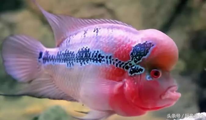 三种鱼能混养的原因有哪些,为什么不能与四种鱼混养