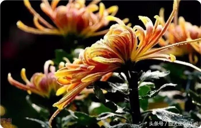 精美菊花100幅,100幅菊花国画简单
