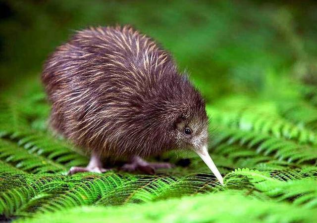 新西兰一个风景如画的国家,新西兰风景绿色