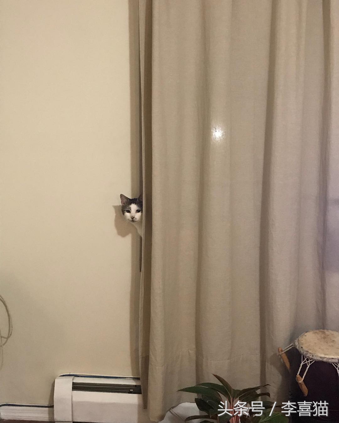 猫咪小小的脑袋大大的身子,猫咪有什么古怪的性格