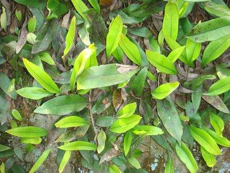 中草药细密梳图片,中药檀木梳子