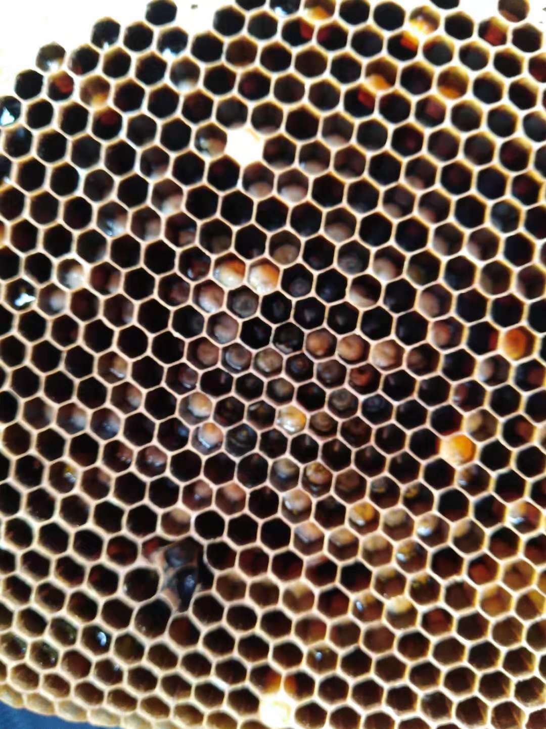 中蜂幼虫病用什么药,中蜂幼虫病的治疗方法