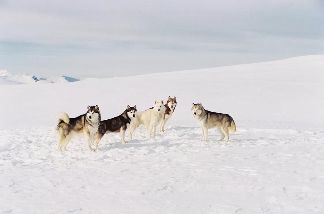 西伯利亚雪橇犬哈士奇先生,西伯利亚贵族狼犬二哈