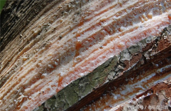 农村十大致富项目投资,农村最快的致富项目